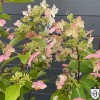Hydrangea paniculata 'Unique' - Aedhortensia 'Unique' C5/5L